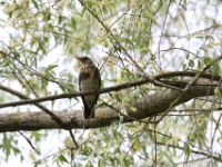 2016-05-14 10h28m56 - Kramsvogel - Jan van Kleef